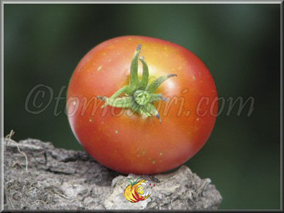 Tomate Api Rouge