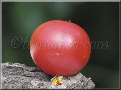 Tomate Api Rouge