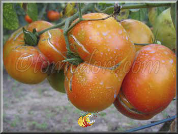 Tomate Arc en Ciel