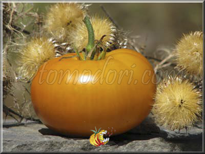 Tomate Aunt Gertie's Gold