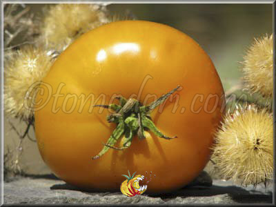 Tomate Aunt Gertie's Gold