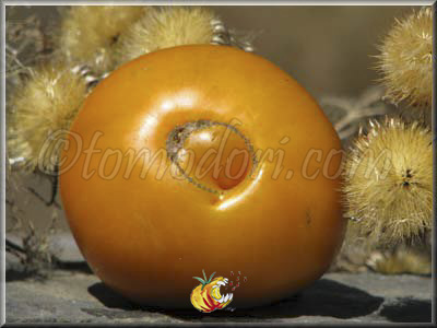 Tomate Aunt Gertie's Gold