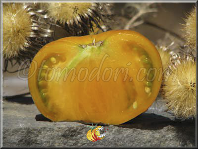 Tomate Aunt Gertie's Gold