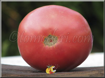 Tomate Aunt Ginny's Purple