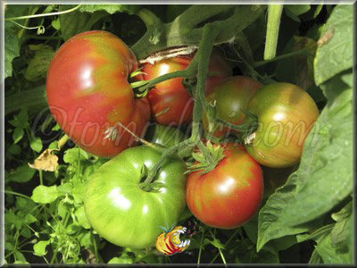 Tomate Aunt Ginny's Purple