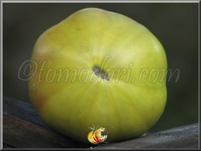 Tomate Aunt Ruby's German Green