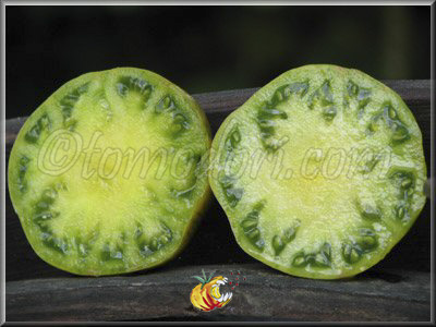 Tomate Aunt Ruby's German Green