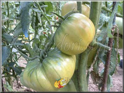 Tomate Aunt Ruby's German Green