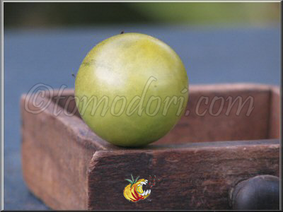 Tomate Aunt Ruby's German Green Cherry