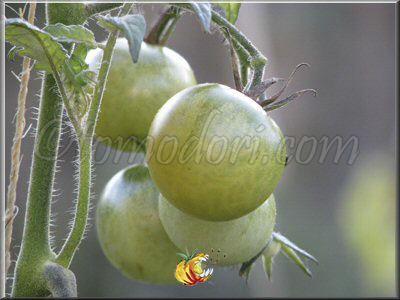 Tomate Aunt Ruby's German Green Cherry