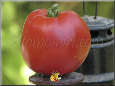 Tomate Australian Oxheart