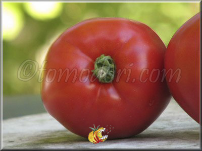 Tomate Australian Oxheart