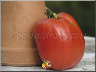 Tomate Australian Oxheart