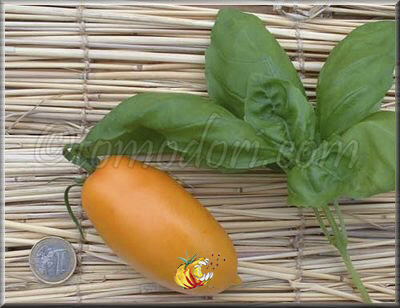 Tomate Banana Orange