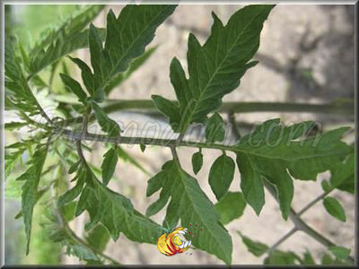 Tomate Banana Orange