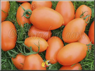 Tomate Banana Orange