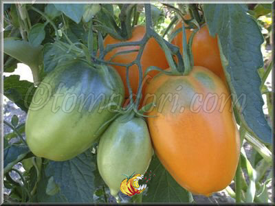Tomate Banana Orange