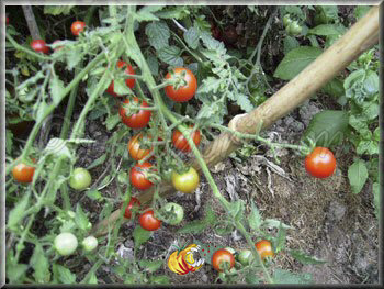 Tomate Barbaniaka