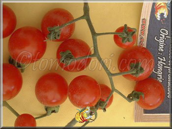 Tomate Barbaniaka