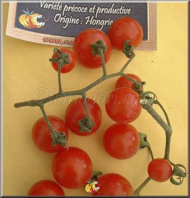 Tomate Barbaniaka