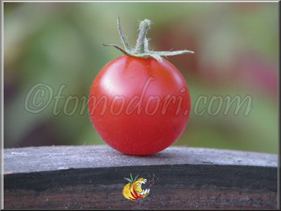 Tomate Be My Baby Gene Pool Cherry