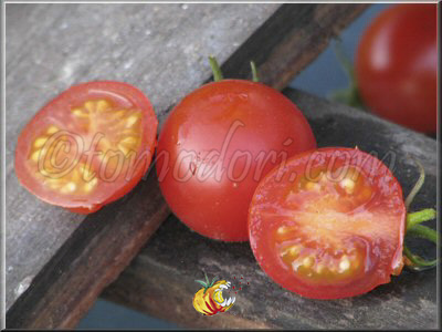 Tomate Be My Baby Gene Pool Cherry