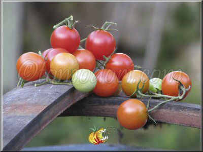 Tomate Be My Baby Gene Pool Cherry