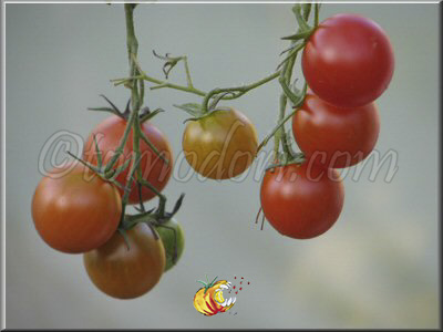 Tomate Be My Baby Gene Pool Cherry