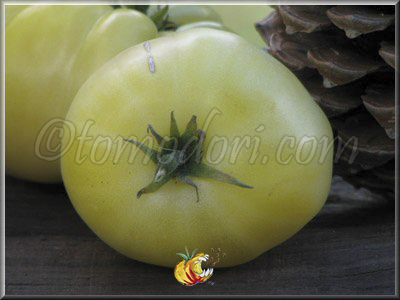 Tomate Beauté Blanche du Canada