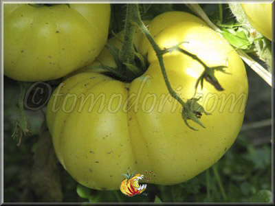 Tomate Beauté Blanche du Canada
