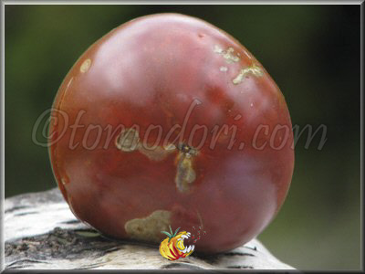 Tomate Becker's Blaue Dolgener
