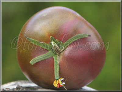 Tomate Becker's Blaue Dolgener
