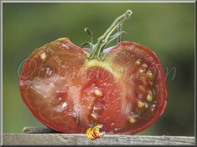 Tomate Becker's Blaue Dolgener