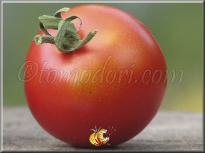 Tomate Belle Arlésienne