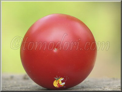 Tomate Belle Arlésienne