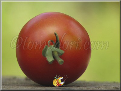 Tomate Belle Arlésienne