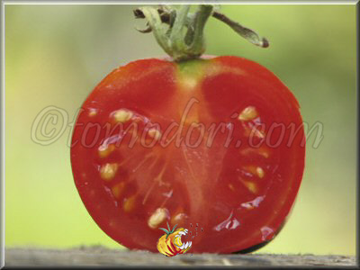 Tomate Belle Arlésienne