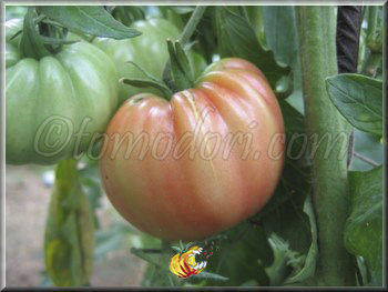 Tomate Belmonte