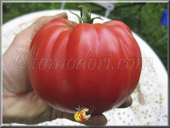 Tomate Belmonte