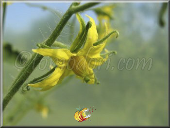 Tomate Belmonte