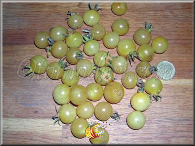 Tomate Bianca Cherry