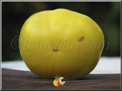 Tomate Big Yellow Zebra