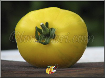 Tomate Big Yellow Zebra