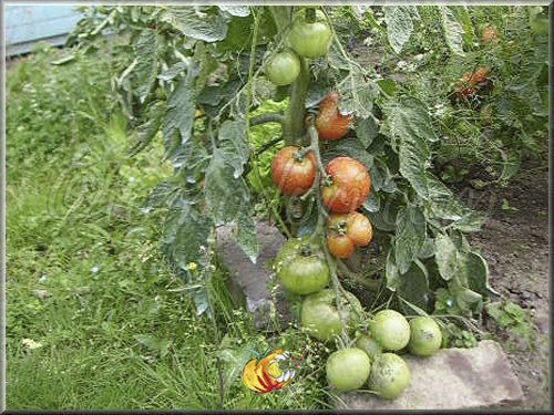 Tomate Blaby Special