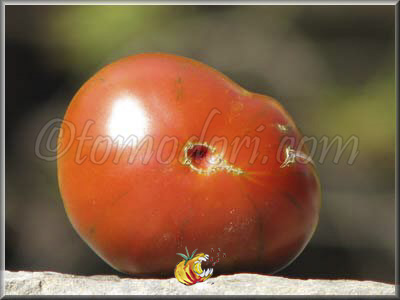 Tomate Black Aisberg