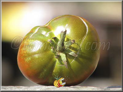 Tomate Black Aisberg