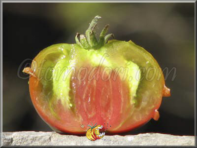 Tomate Black Aisberg