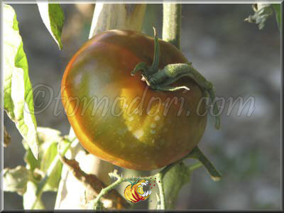 Tomate Black Aisberg