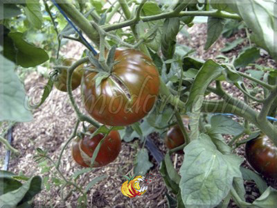 Tomate Black and Red Boar 