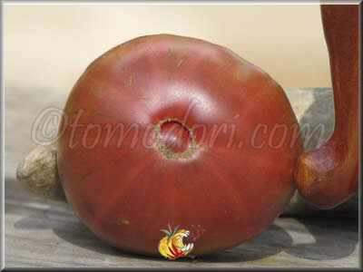 Tomate Black Elephant